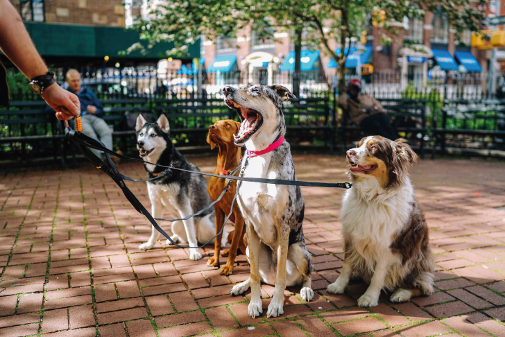 is starting a dog walking business profitable