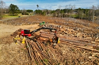 land clearing tree service - 1