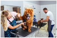 premier pet grooming business - 1