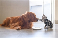 established home-based pet care - 1
