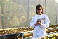 organic conventional rice processing - 1