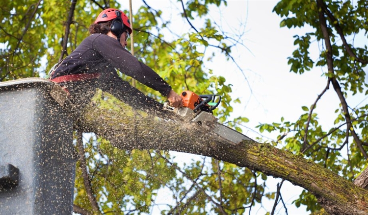 Established Tree Service Business Seller Financing Available