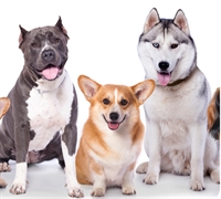 established pet grooming boarding - 1