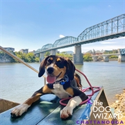 mobile dog training franchise - 1
