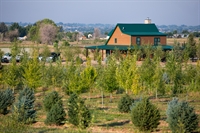 income-producing tree farm home - 1