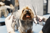 long established grooming business - 1