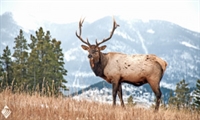 wild game processing work - 1