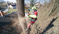 established tree service landscaping - 1