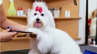 premium pet grooming spa-affluent - 1
