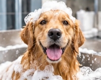 pet grooming spa owner - 1