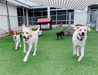 24 7 luxury canine - 1