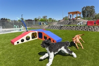 thriving pet-resort offering premium - 1