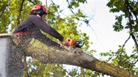 well established profitable tree - 1