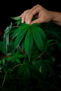 cannabis grow supplies captive - 1