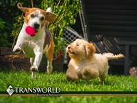 pet fencing dealership established - 1