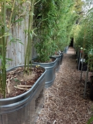 well-established bamboo fencing business - 2