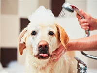 professional pet grooming salon - 1