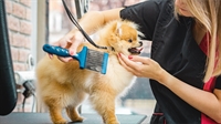 turnkey pet grooming business - 1