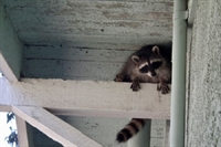 30-year wildlife removal pest - 1