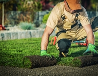 established tucson-area landscape maintenance - 1