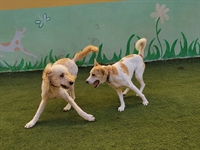doggie daycare boarding lax - 1