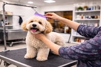 dog grooming salon turn - 1