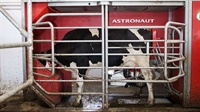 dairy industry robotic milking - 1