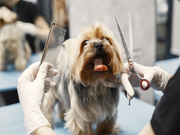 Full Service And Self Service Pet Grooming
