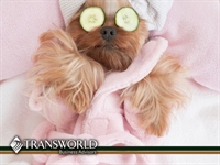 pet grooming salon cuyahoga - 1
