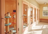 upscale feline boarding business - 1
