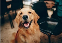 innovative wellness-focused dog grooming - 1