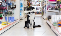 full-service pet store the - 1