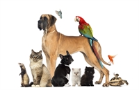 established pet supply website - 1