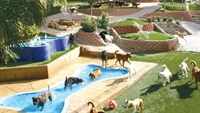 premier texas pet resort - 1