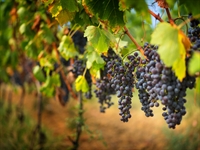 award-winning napa valley winery - 1