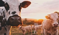 well-established animal feed supply - 1