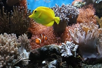 reputable aquarium animal import - 1