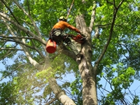 tree service business for - 1