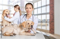 small animal vet clinic - 1