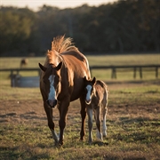 20 acre loxahatchee nursery - 1