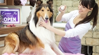 pet grooming business 71k - 1