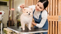recurring revenue pet grooming - 1