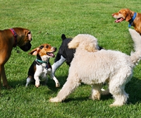 pet waste disposal franchise - 1