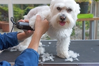 lucrative mobile pet grooming - 1