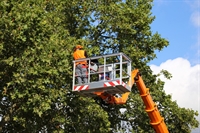 tree removal landscape service - 1