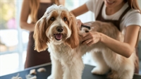pet grooming services company - 1