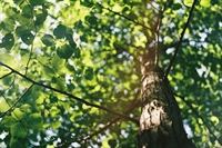 tree care services company - 1