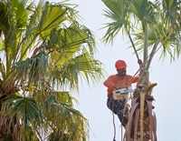 established tucson tree service - 1