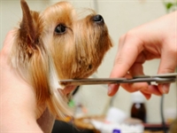 upscale dog daycare grooming - 1