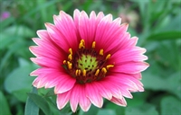 25+ year floral company - 1